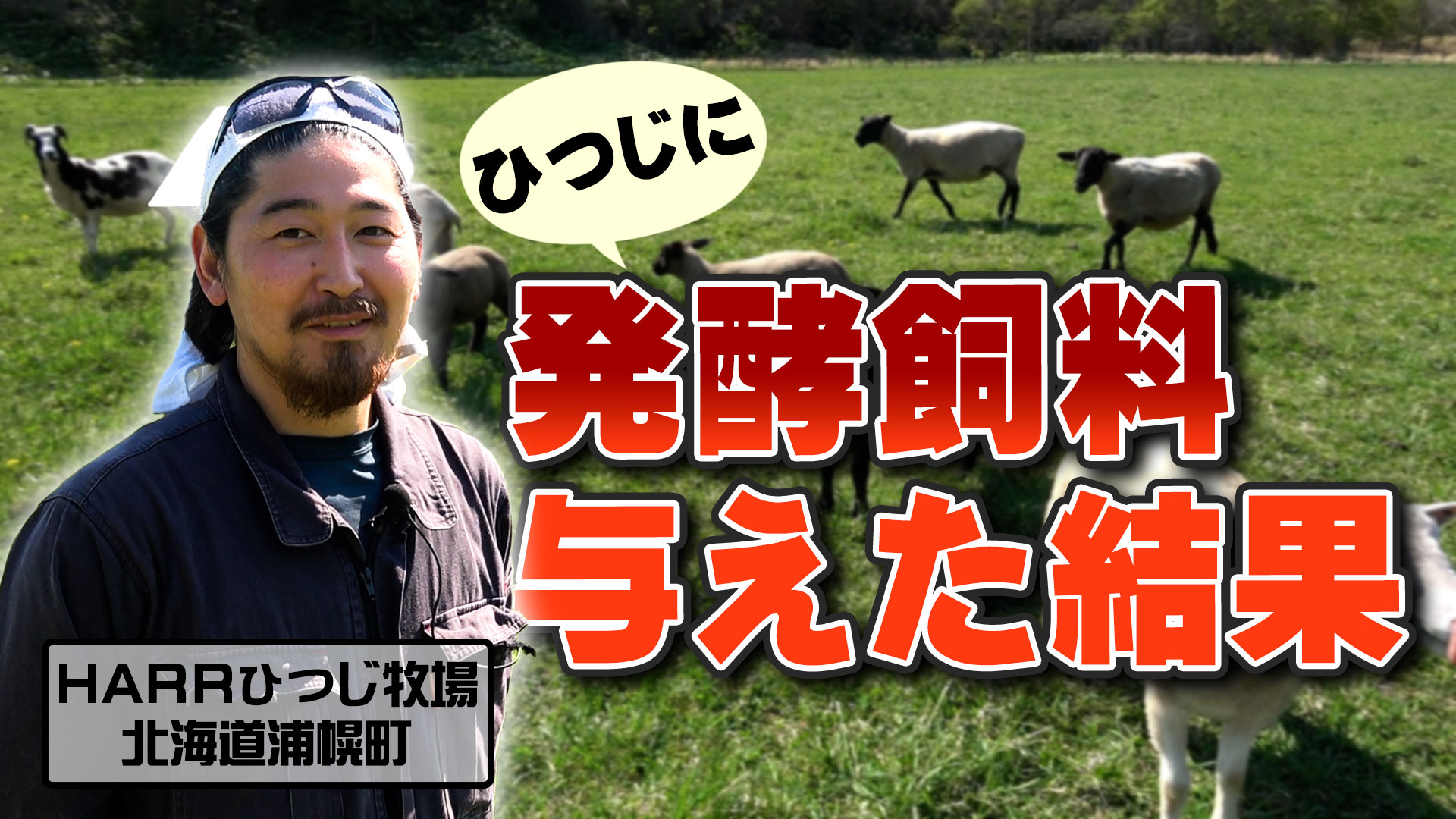 【再訪問】ひつじ牧場！発酵飼料を与えたらどうなった？【DNW348】