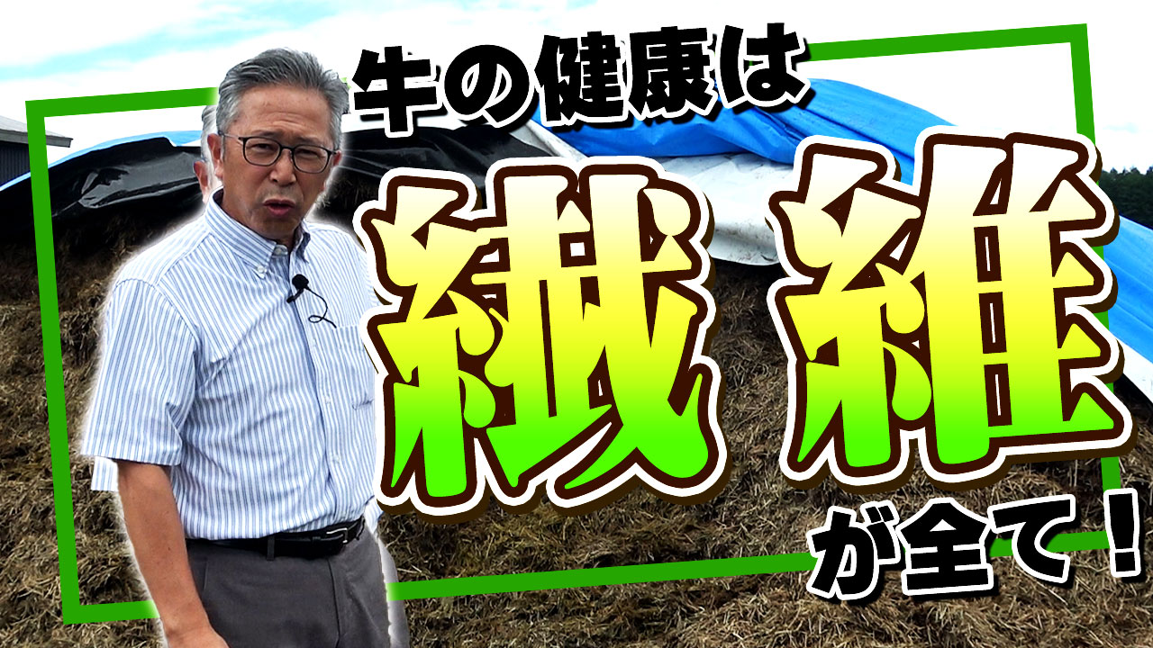 牛は繊維の品質が全て！【DNW361】
