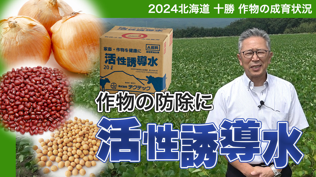2024十勝の畑作〜小豆・大豆・タマネギ〜作物の成育状況は？【DNW362】