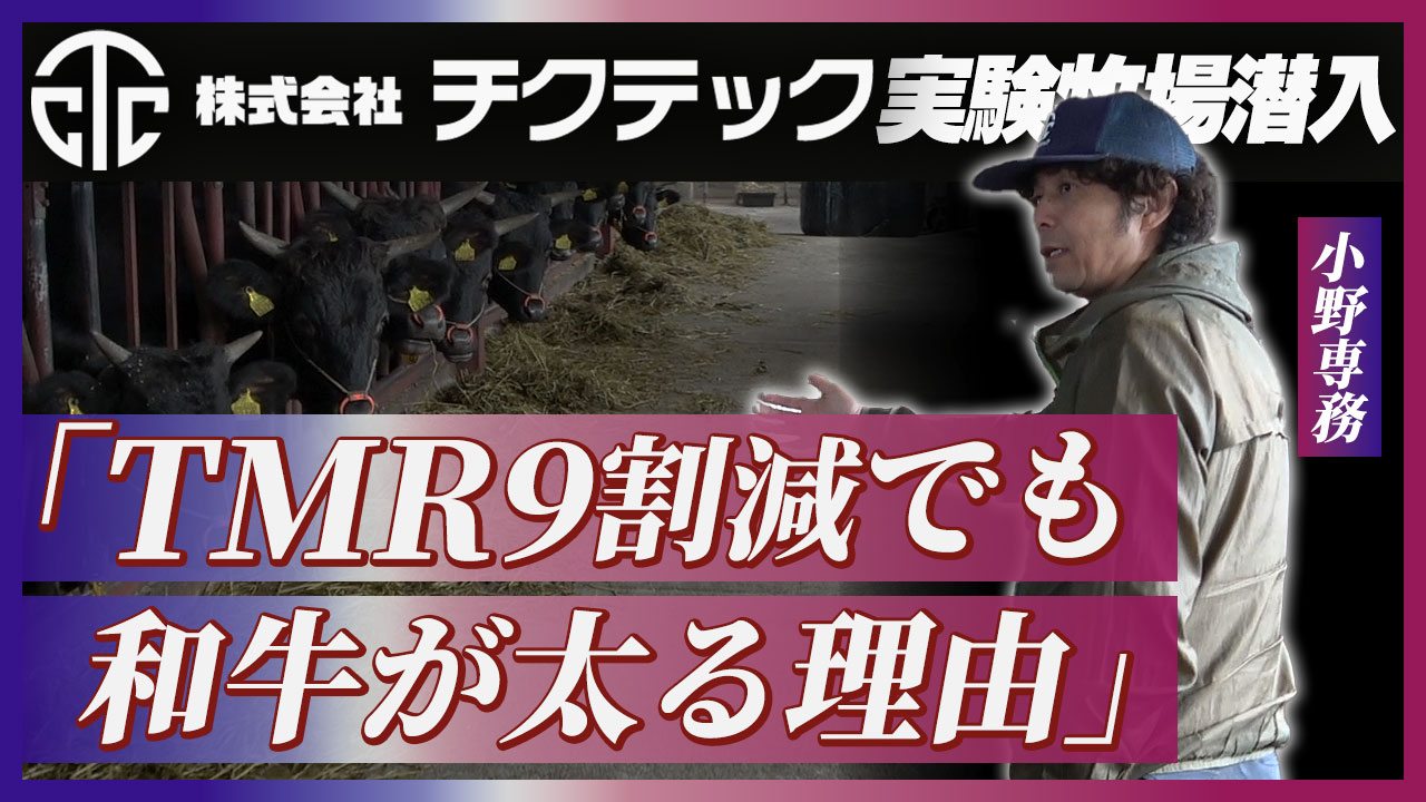 【チクテック実験牧場潜入】TMRを9割減らしても和牛が太る理由とは？【DNW375】