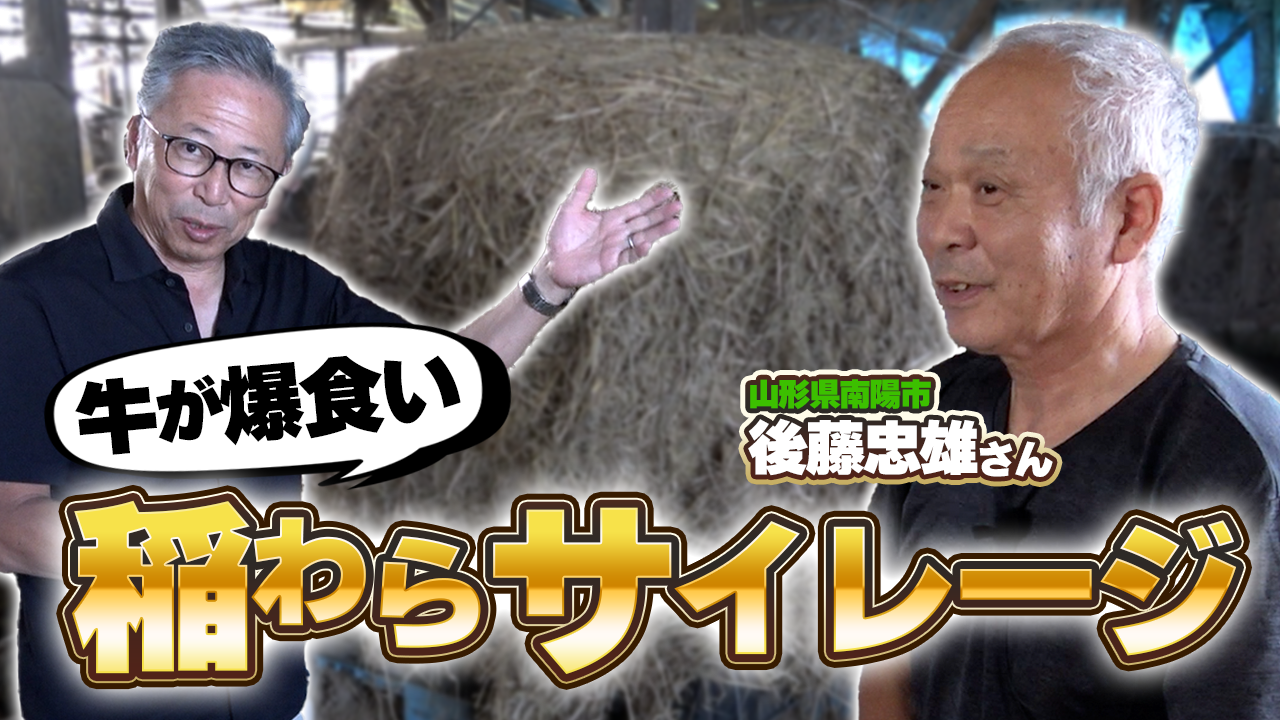 【稲わらサイレージ】牧草より食べるすごい嗜好性！【DNW407】