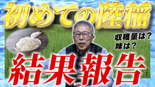 【結果報告】初めての陸稲栽培！収穫量は？美味しくできた？【DNW412】